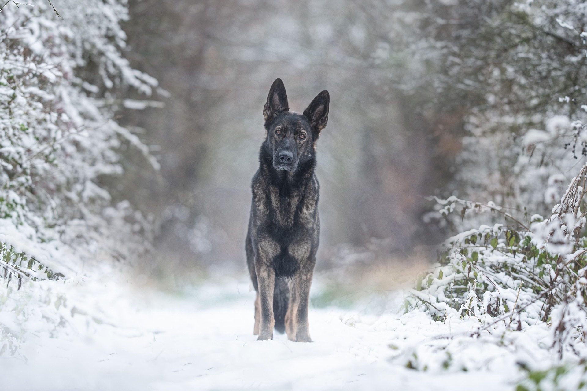 Image of a German Shepard